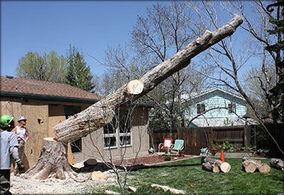 tree removal