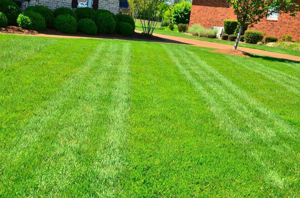 cleaned grass