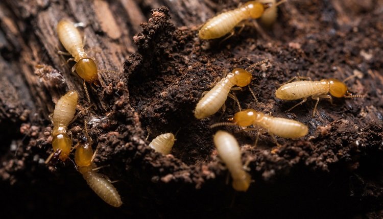 termites